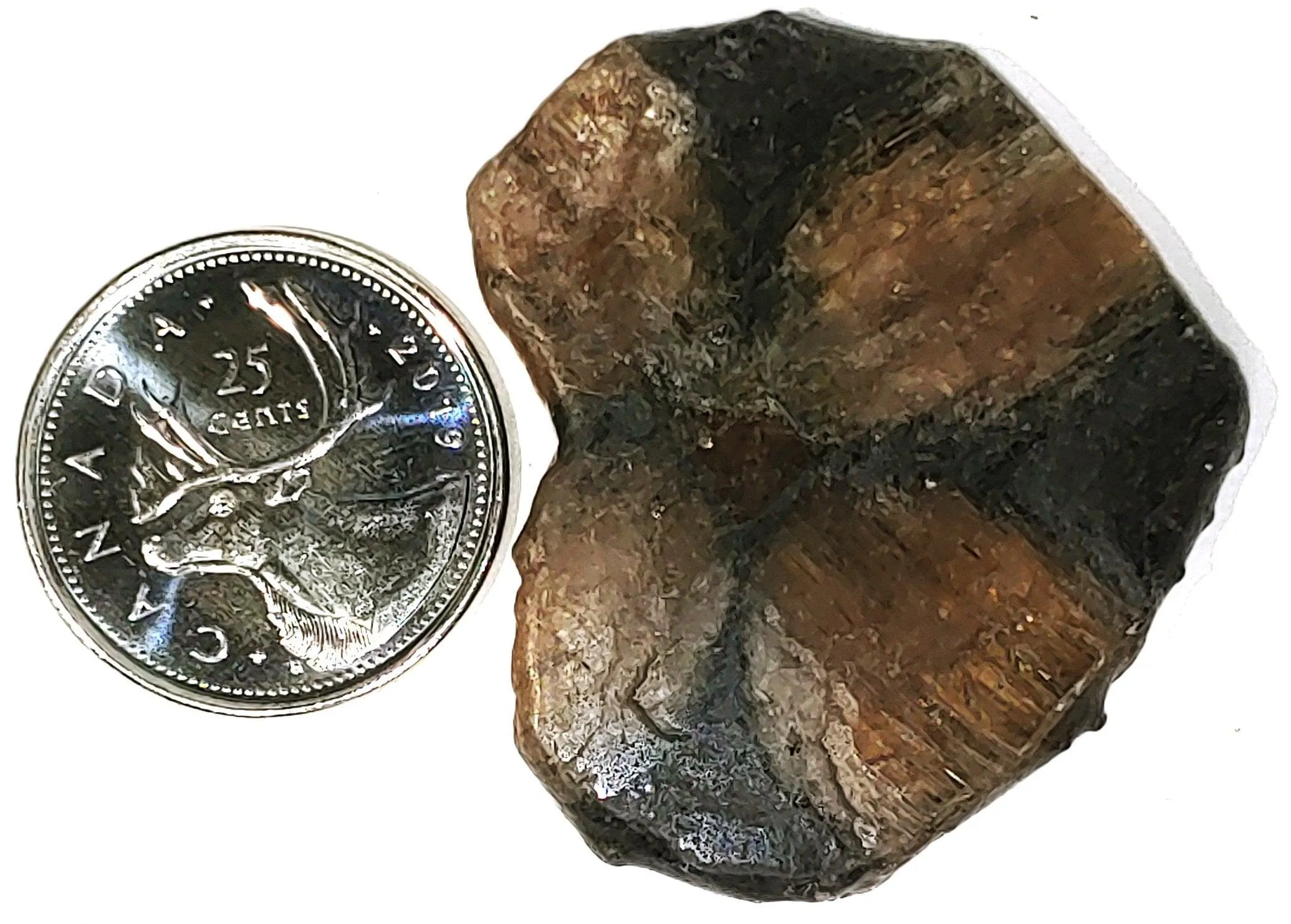 Chiastolite - Cabochon