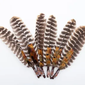 Fans - Single Feather, Striped Turkey Feather, w/ Quartz Point