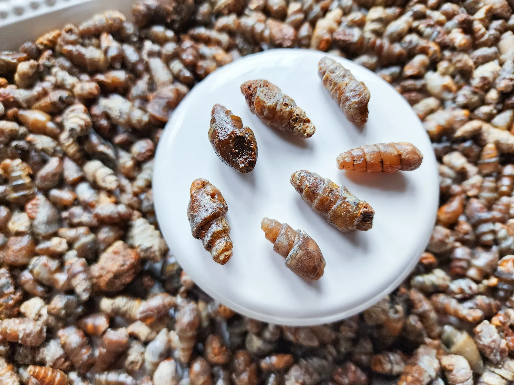 Spiral Fossil || Morocco